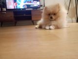 Sahibinden 3 Aylık Pomeranian Boo