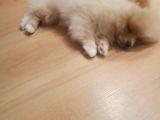 Sahibinden 3 Aylık Pomeranian Boo