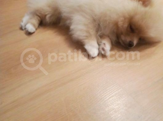 Sahibinden 3 Aylık Pomeranian Boo