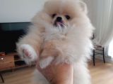 Sahibinden 3 Aylık Pomeranian Boo
