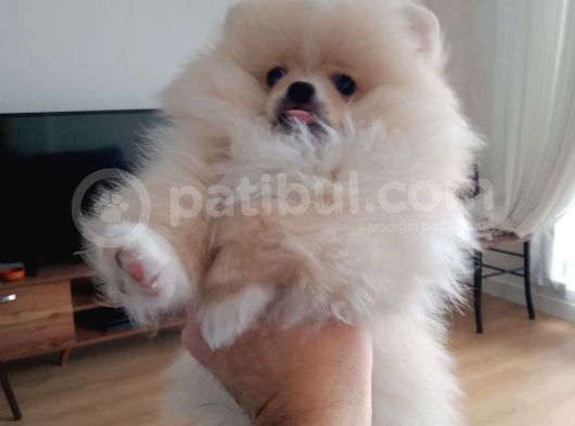 Sahibinden 3 Aylık Pomeranian Boo görsel