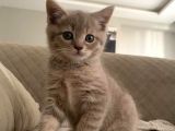 Safkan Whiskas British Shorthair