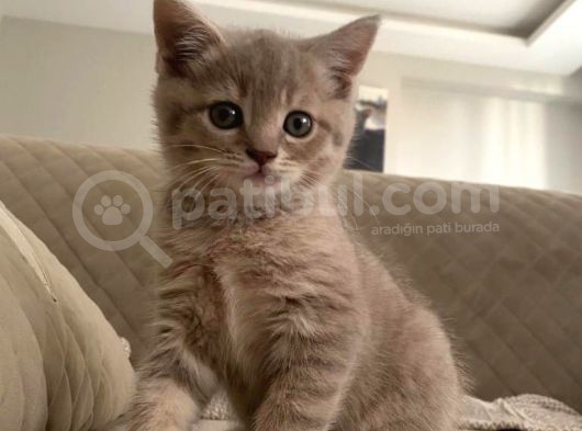 Safkan Whiskas British Shorthair görsel