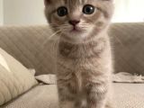 Safkan Whiskas British Shorthair