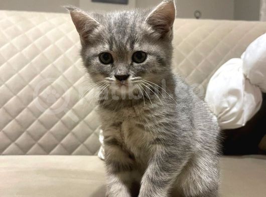 Safkan Whiskas British Shorthair görsel