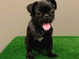 Black Pug Mops Dişi Yavrumuz