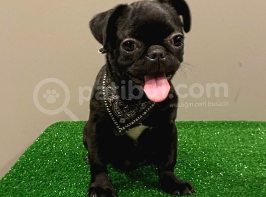 Black Pug Mops Dişi Yavrumuz görsel
