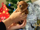 Anne Altindan Safkan Kirmizi Toy Poodle