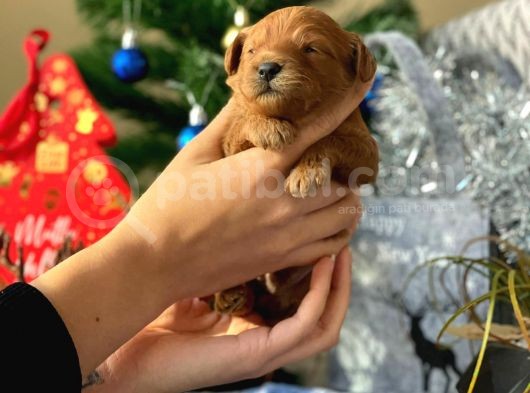 Anne Altindan Safkan Kirmizi Toy Poodle görsel