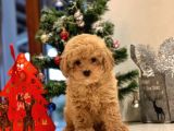Safkan Toy Poodle Bebekleri̇m