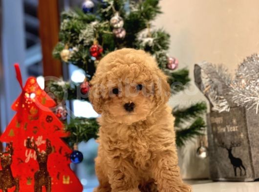 Safkan Toy Poodle Bebekleri̇m görsel