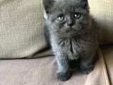 Orjinal British Shorthair Yavrumuz