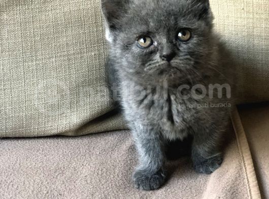 Orjinal British Shorthair Yavrumuz görsel