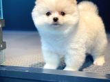 Ayı Surat Pomeranian Boo Oğlumuz CARLOS