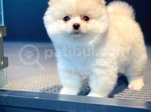 Ayı Surat Pomeranian Boo Oğlumuz Carlos