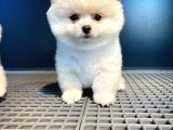 Ayı Surat Pomeranian Boo Oğlumuz Carlos