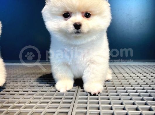 Ayı Surat Pomeranian Boo Oğlumuz Carlos görsel