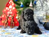 Si̇yah İnci̇ Mi̇ni̇ Toy Poodle Yavrular