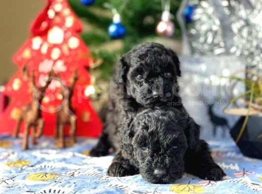 Si̇yah İnci̇ Mi̇ni̇ Toy Poodle Yavrular görsel