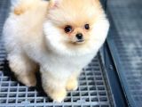 Irk Ve Sağlık Garantili Pomeranian Boo Yavrularımız