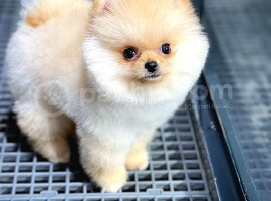 Irk Ve Sağlık Garantili Pomeranian Boo Yavrularımız görsel