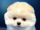 Ayı Surat Pomeranian Boo Oğlumuz Carlos