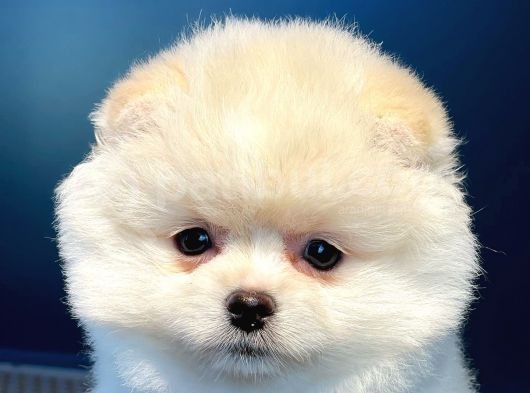 Ayı Surat Pomeranian Boo Oğlumuz Carlos görsel