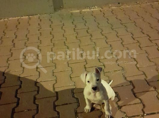 Dogo Arjantin 3 Ay 20 Günlük Aşıları Tam Kesinlikle Yara Filan Yok görsel