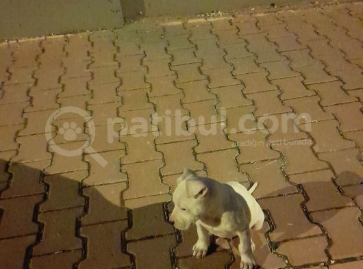 Dogo Arjantin 3 Ay 20 Günlük Aşıları Tam Kesinlikle Yara Filan Yok