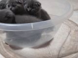 Orjinal Scottish Fold