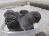 Orjinal Scottish Fold
