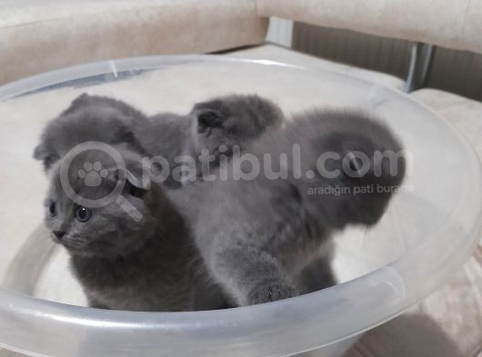 Orjinal Scottish Fold görsel