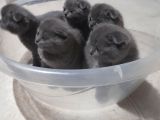 Orjinal Scottish Fold