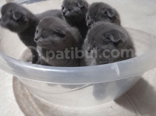 Orjinal Scottish Fold görsel
