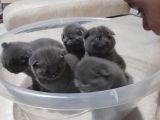 Orjinal Scottish Fold