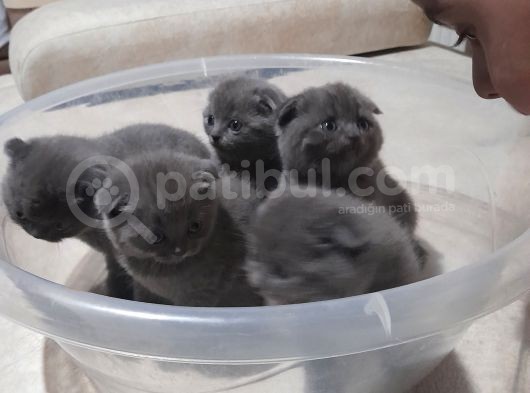 Orjinal Scottish Fold görsel
