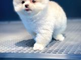 Ayı Surat Pomeranian Boo Oğlumuz Carlos