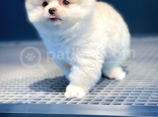 Ayı Surat Pomeranian Boo Oğlumuz Carlos görsel