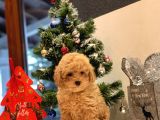 Safkan Toy Poodle Bebekleri̇m