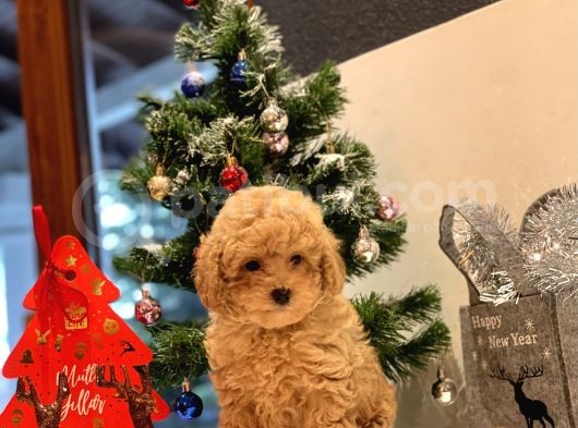 Safkan Toy Poodle Bebekleri̇m görsel
