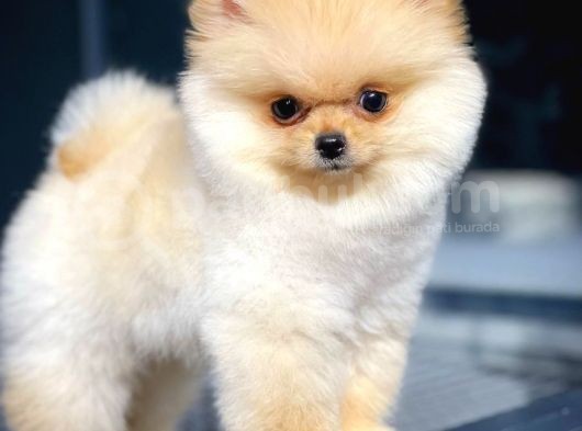 Irk Ve Sağlık Garantili Pomeranian Boo Yavrularımız görsel
