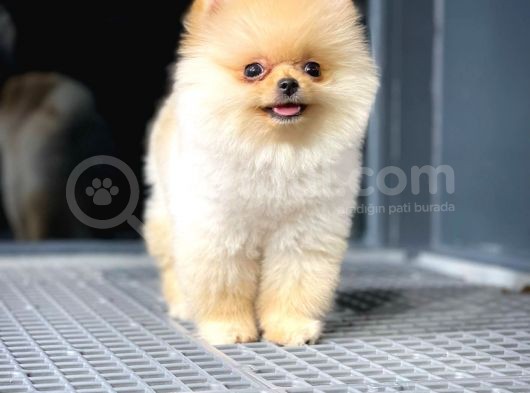 Irk Ve Sağlık Garantili Pomeranian Boo Yavrularımız görsel
