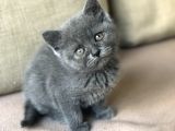 Orjinal British Shorthair Yavrumuz