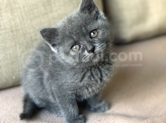 Orjinal British Shorthair Yavrumuz görsel