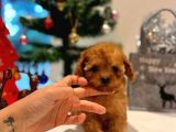 Teacup Kizimiz Yeni̇ Ai̇lesi̇ni̇ Bekli̇yor