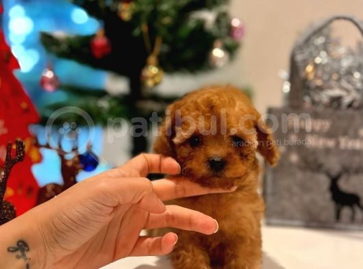 Teacup Kizimiz Yeni̇ Ai̇lesi̇ni̇ Bekli̇yor