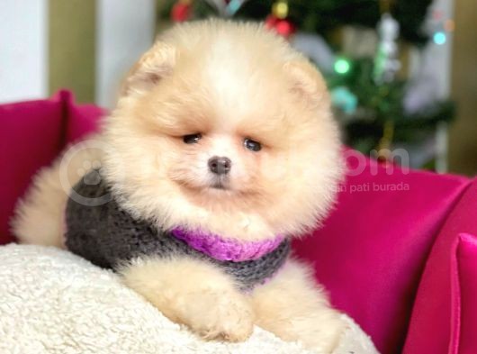 Safkan Teddy Surat Pomeranian Boo Yavrularımız görsel