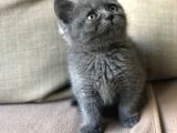 Orjinal British Shorthair Yavrumuz