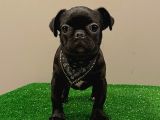 Black Pug Mops Dişi Yavrumuz