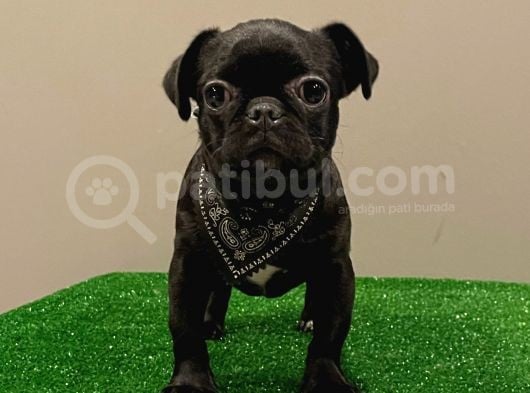 Black Pug Mops Dişi Yavrumuz görsel